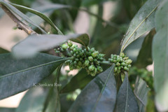 Pouteria gardneriana